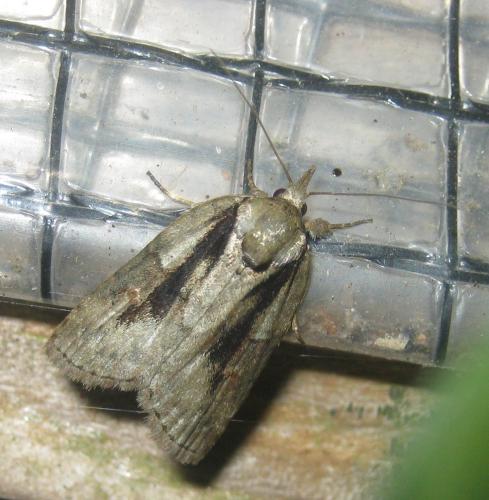 Réf. 304 899 : Nycteola revayana